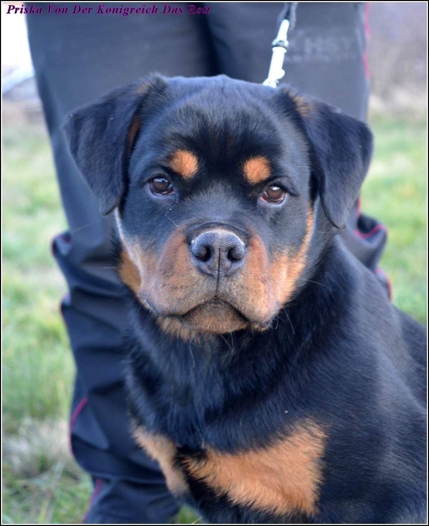 Priska von der konigreich das rott