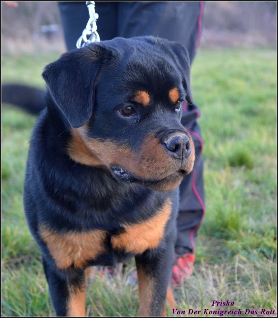 Priska von der konigreich das rott